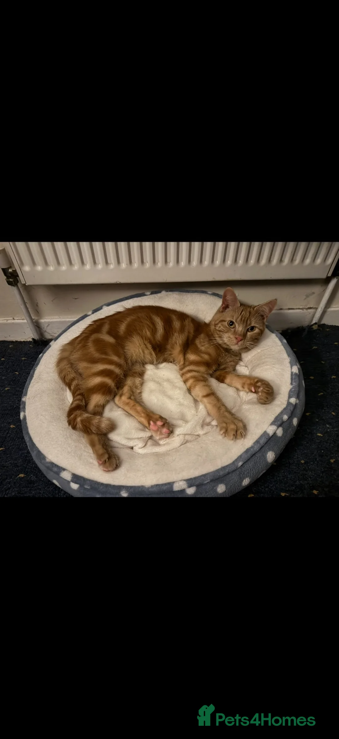 Mixed Breed cats for sale: Rehoming  in Eastbourne - Advert 5