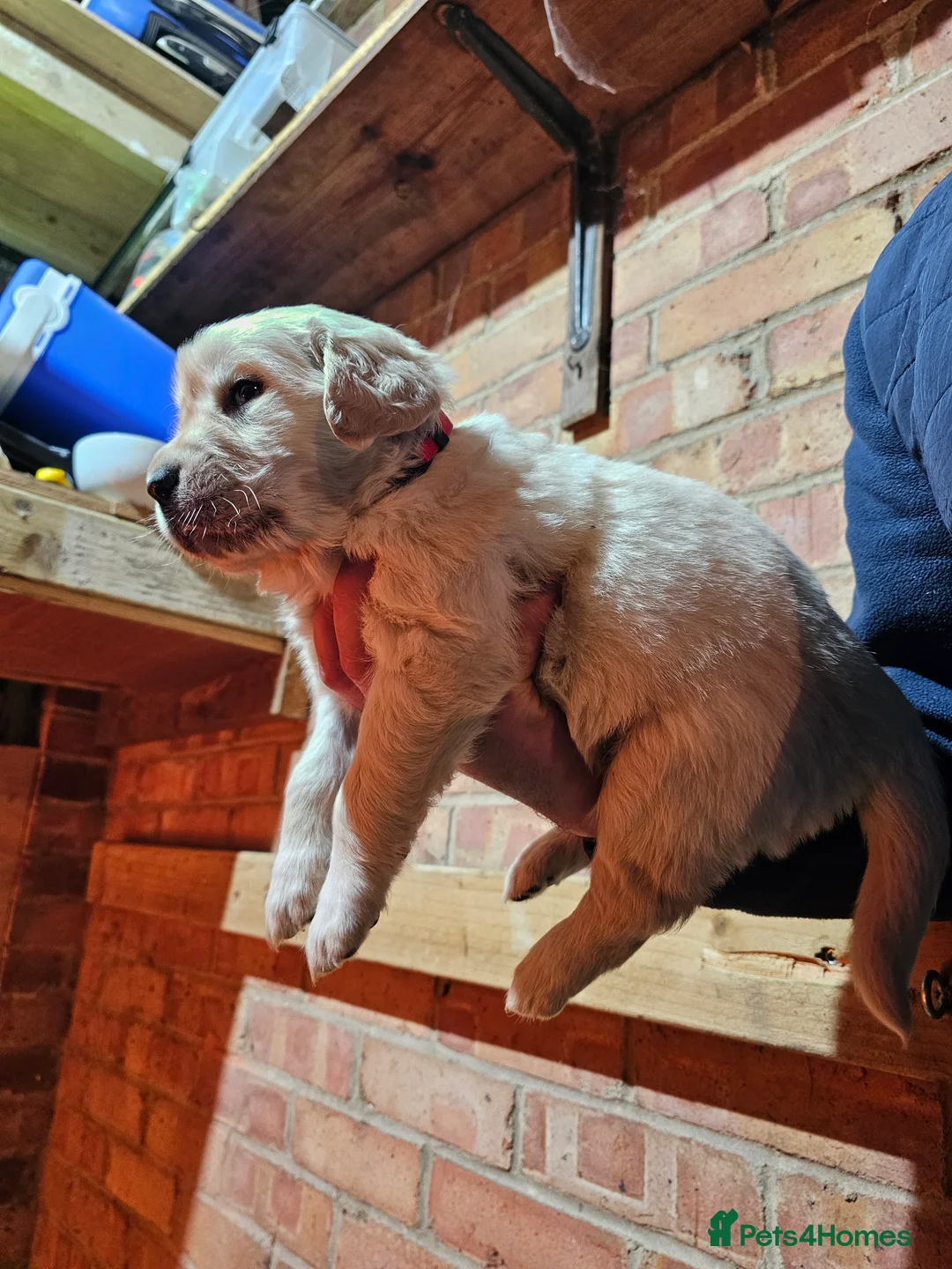 Golden Retriever dogs for sale: Golden retriever puppy for sale in Harrow  London - Advert 10