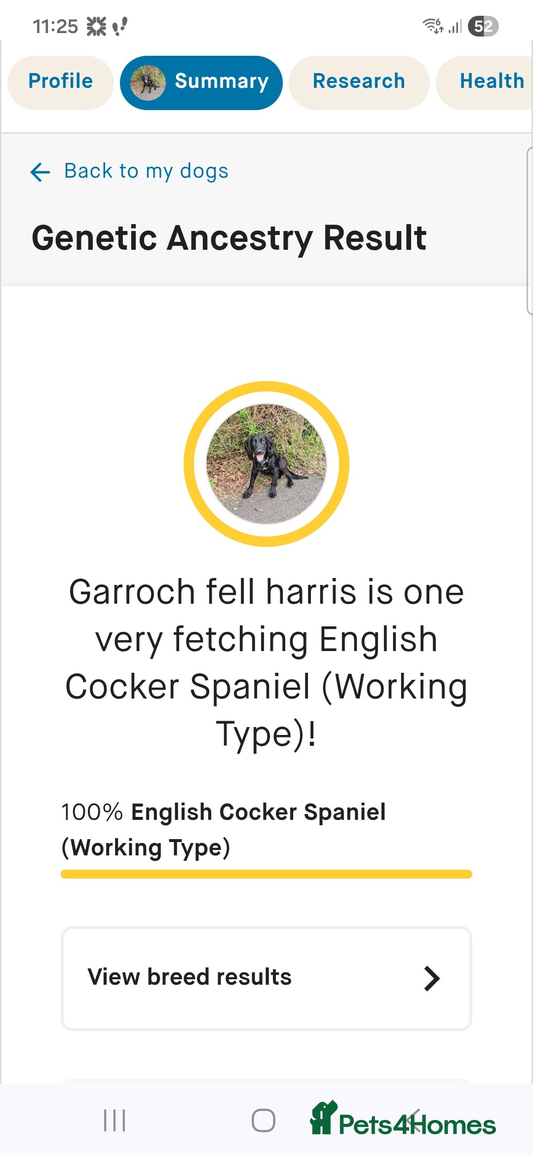 Cocker Spaniel dogs for stud: For stud. - Advert 1