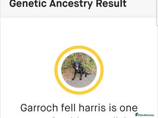 Cocker Spaniel dogs For stud. - Advert 2