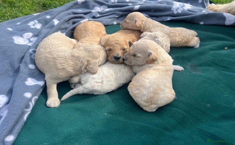 Miniature Poodle dogs - Advert 4