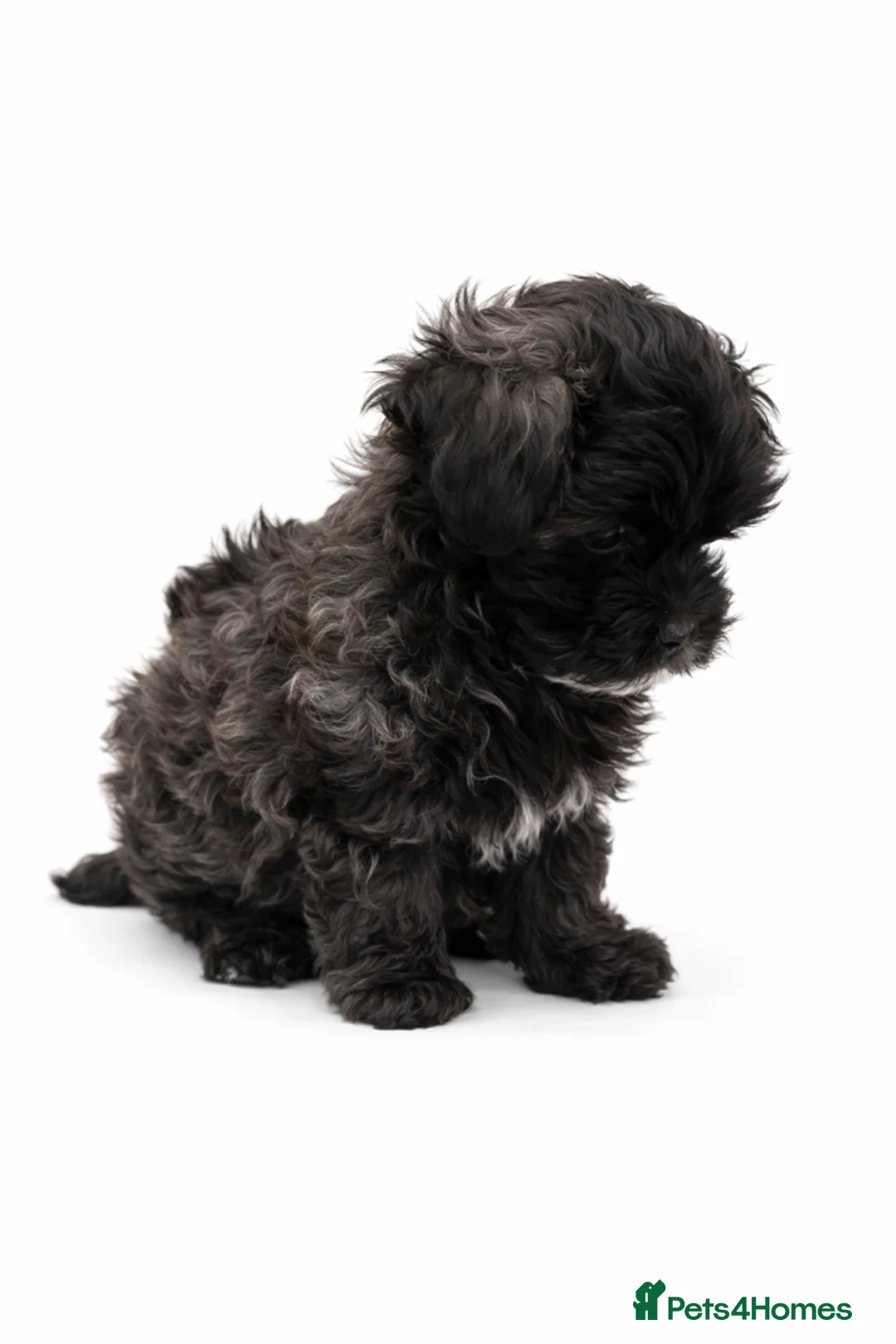 Maltipoo dogs for sale: Rare True Asian Teddy-Bear Maltipoo Puppies  - Advert 8