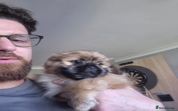 Mixed Breed dogs for sale: Shih Tzu pekingnese cross - Image 11