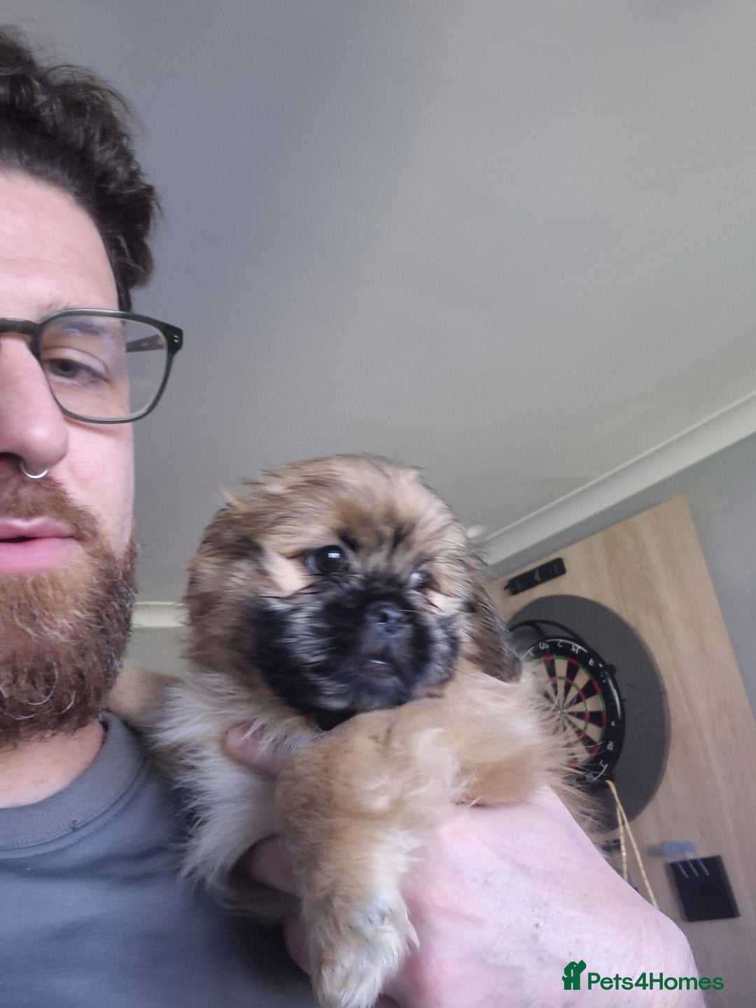 Mixed Breed dogs for sale: Shih Tzu pekingnese cross - Image 11