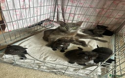 Mixed Breed cats for sale: Black (faint tabby) Kittens - Image 2