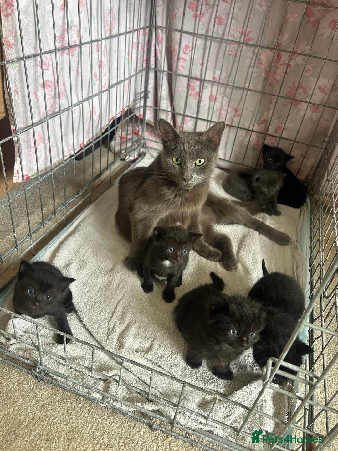 Mixed Breed cats for sale: Black (faint tabby) Kittens - Image 2