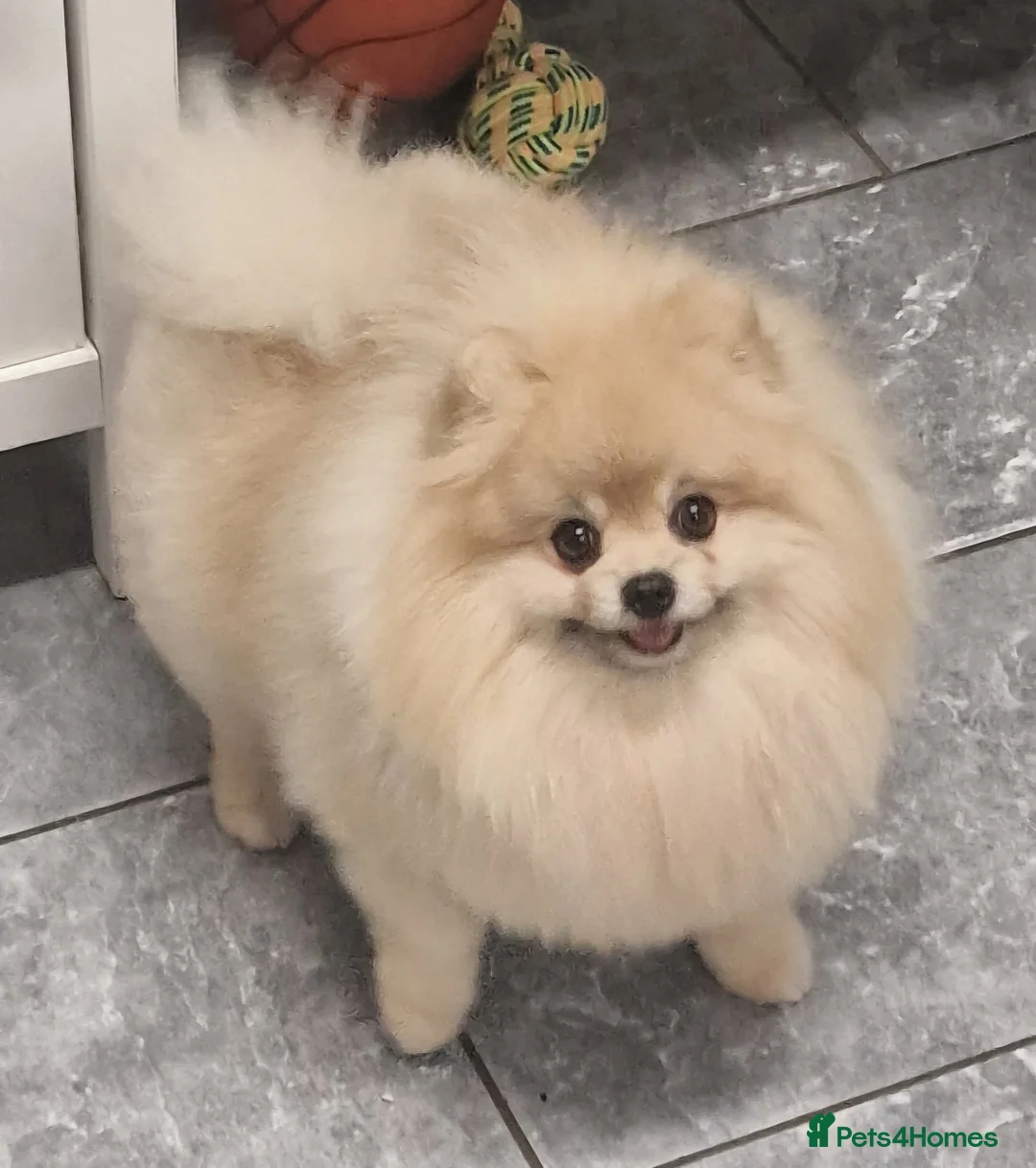 Pomeranian dogs for stud: Rocket Pomeranian stud  in Romford - Advert 34