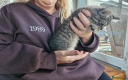 Mixed Breed cats for sale: Mixed Breed Kittens  - Image 12