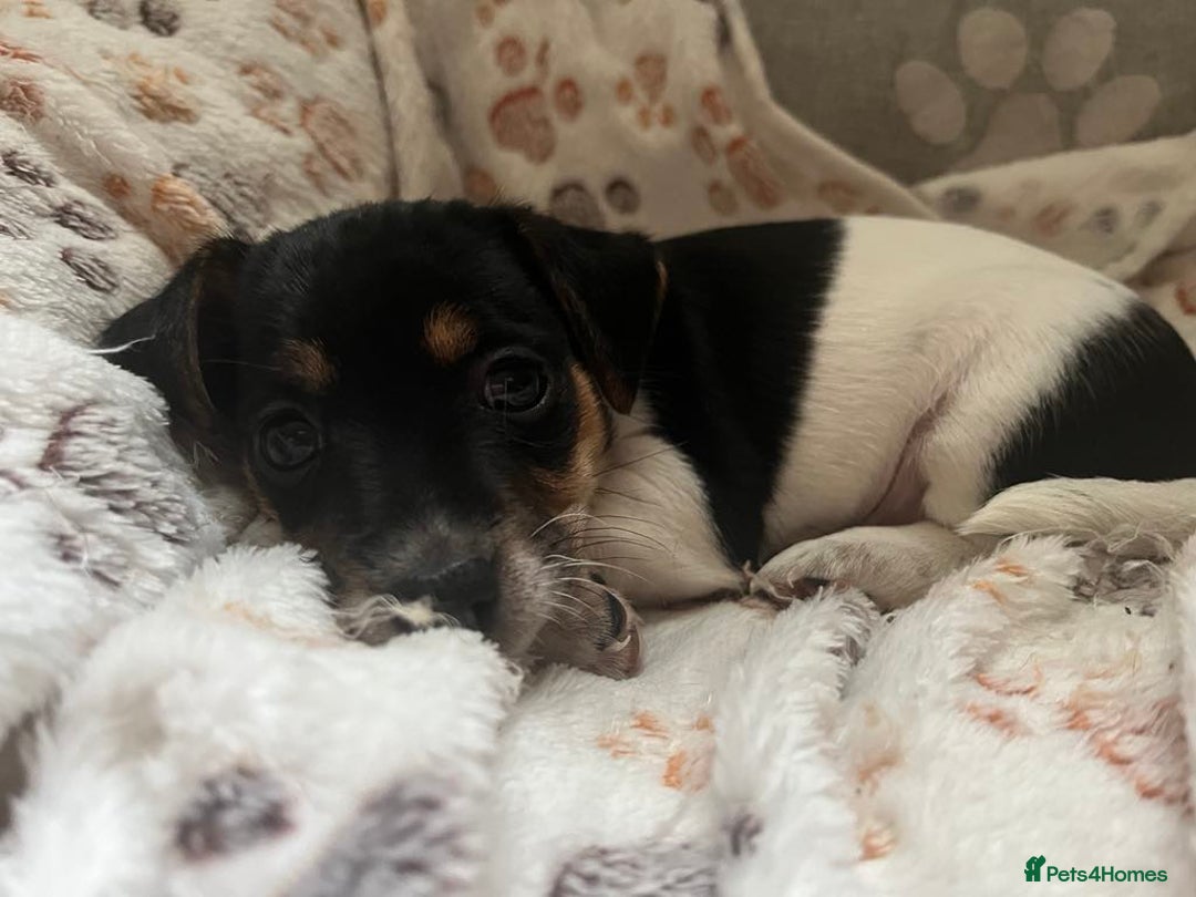 Jack Russell dogs for sale: Jack Russell puppies Lincolnshire  in Barrow-upon-Humber - Image 11