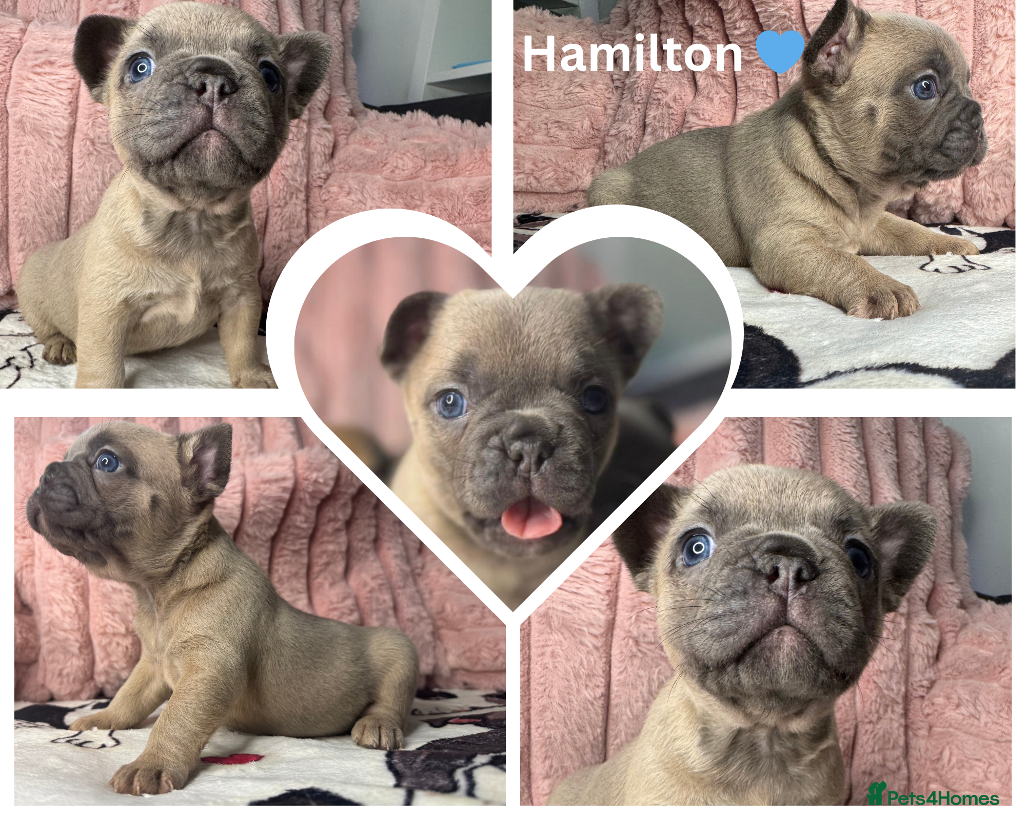 French Bulldog dogs 5 Beautiful Fluffy Carrier French Bulldog Puppies  - Advert 16