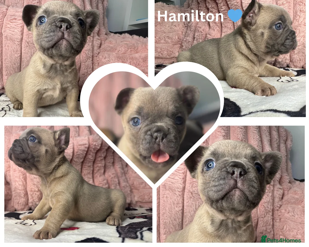 French Bulldog dogs for sale: 5 Beautiful Fluffy Carrier French Bulldog Puppies  - Advert 1