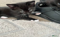 Mixed Breed cats for sale: Kittens - Image 8