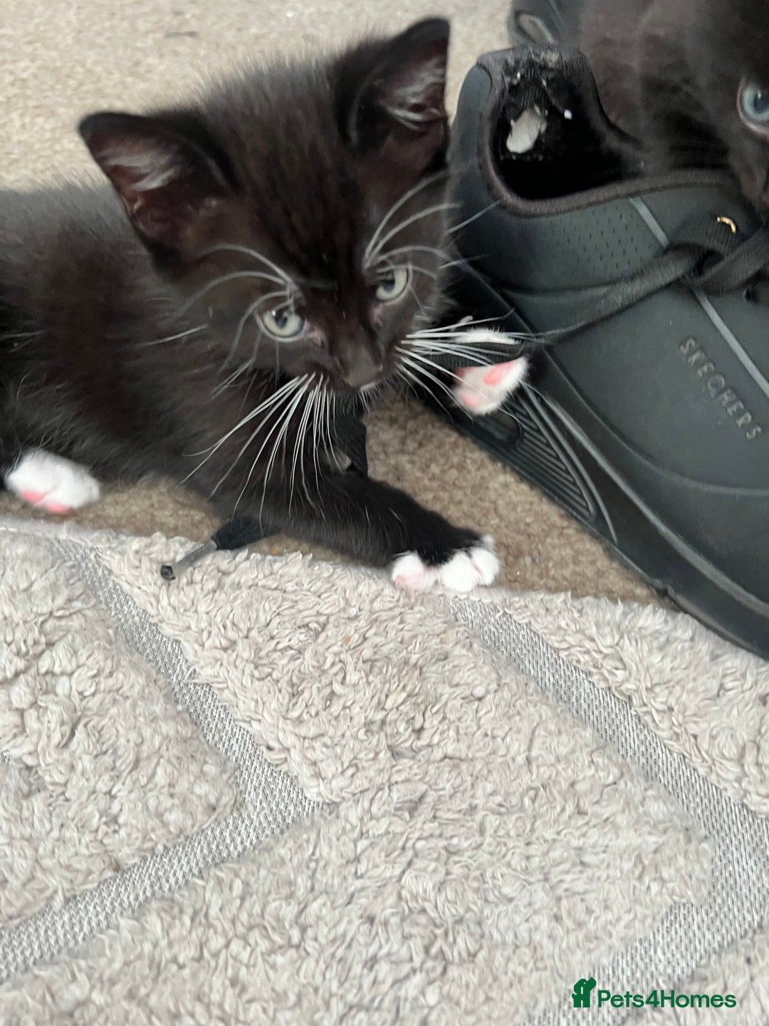 Mixed Breed cats for sale: Kittens - Image 8