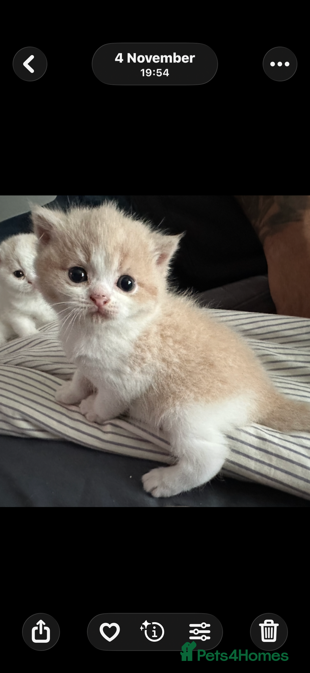 British Shorthair cats for sale: Ready now Female cream bicolour BSH - Advert 10