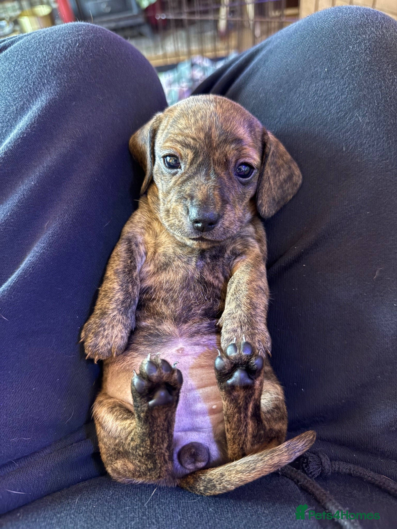 Miniature Dachshund dogs Stunning brindle miniature dachshund puppies - Advert 7