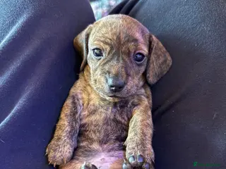 Miniature Dachshund dogs PRA clear IVDD IDC - 0 brindle mini dachshund pups - Advert 13