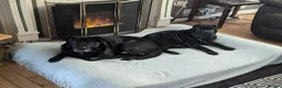 Mixed Breed dogs for sale: Beautiful Sharpei Puppies  in Liverpool - Advert 14