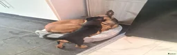 Belgian Shepherd Dog dogs for sale: Zara brn belgian malinois x dutch herder  in Burnley - Advert 7