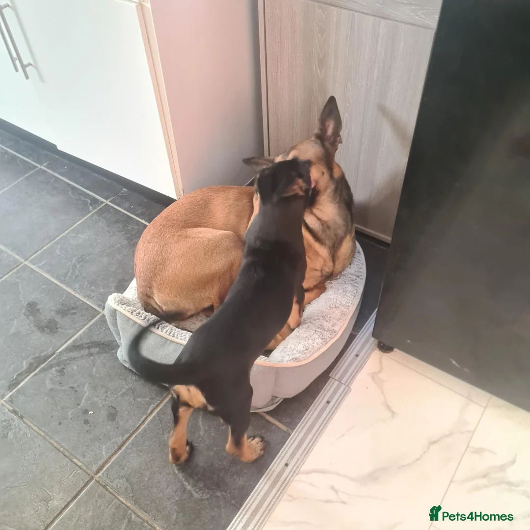Belgian Shepherd Dog dogs for sale: Zara brn belgian malinois x dutch herder  in Burnley - Advert 7