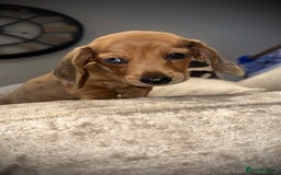 Miniature Dachshund dogs for sale: 🐾Stunning miniature dachshunds🐾 - Image 9