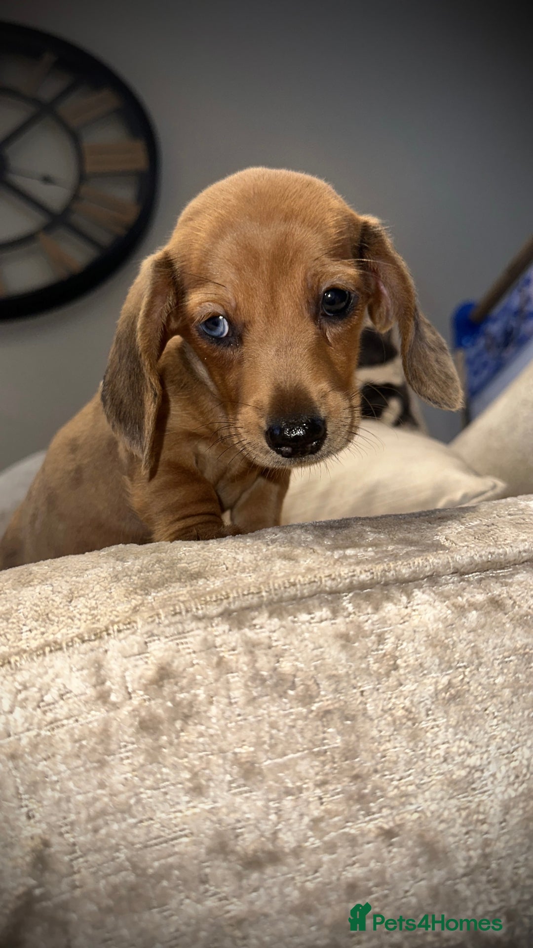 Miniature Dachshund dogs for sale: 🐾Stunning miniature dachshunds🐾 - Image 9