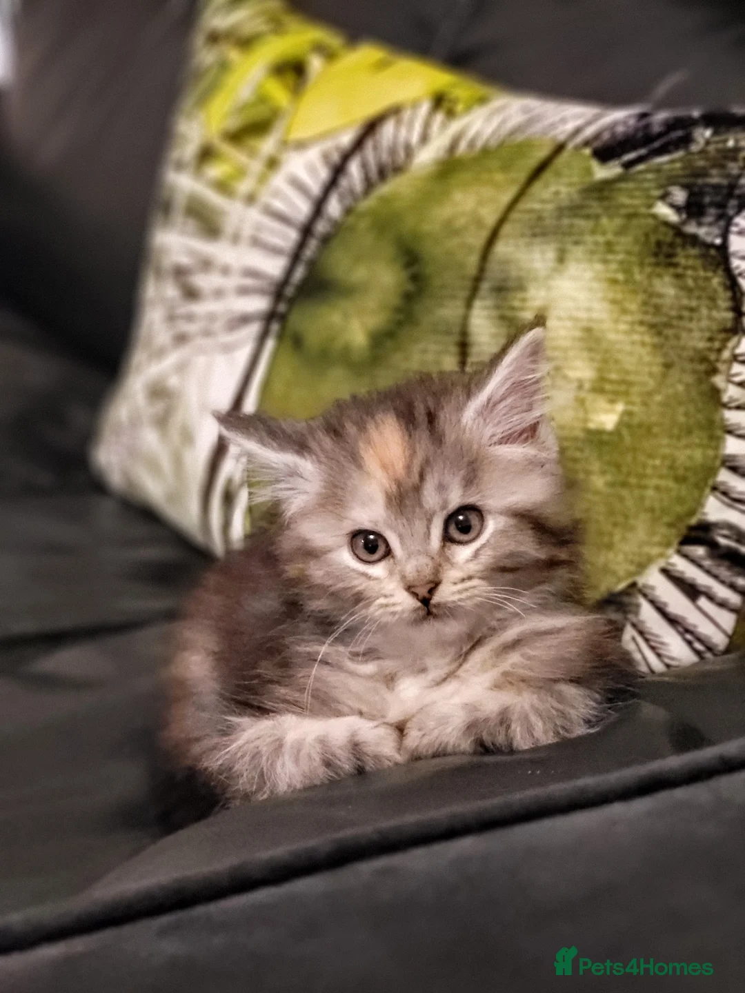 Maine Coon cats for sale: Maine Coon x kittens available now! - Advert 4