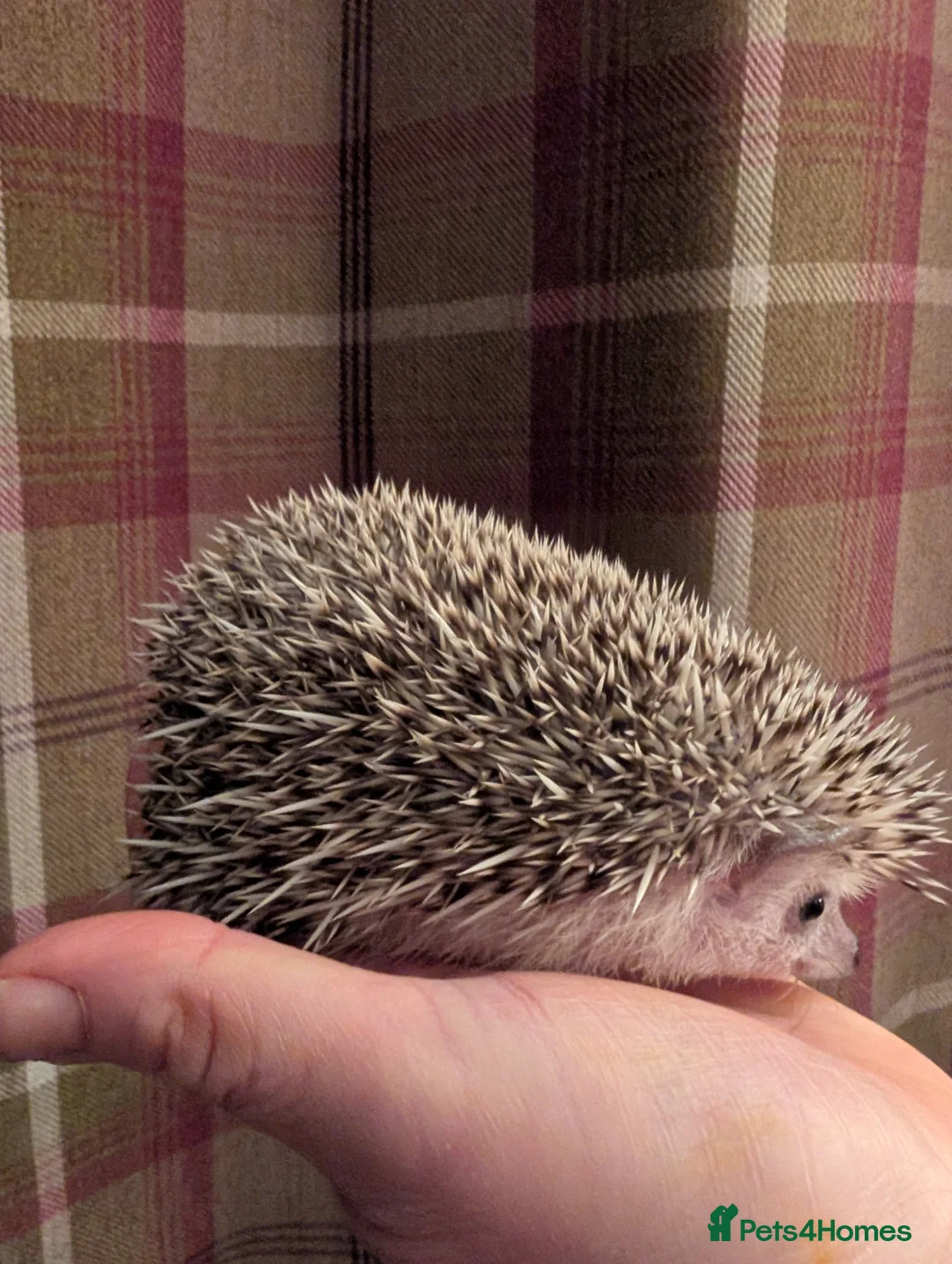 Pygmy Hedgehog rodents for sale: African pygmy hedgehog  - Advert 2