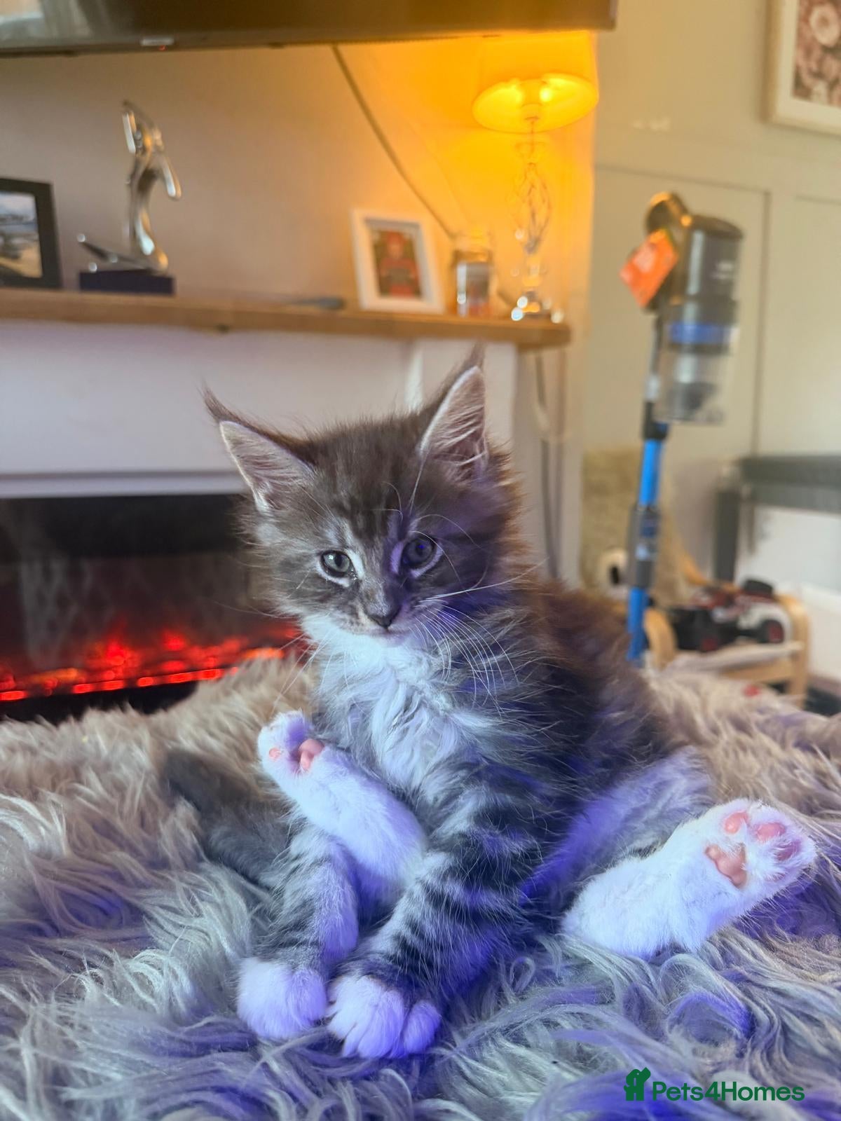 Maine Coon cats Beautiful Maine Coon Kittens  - Advert 12