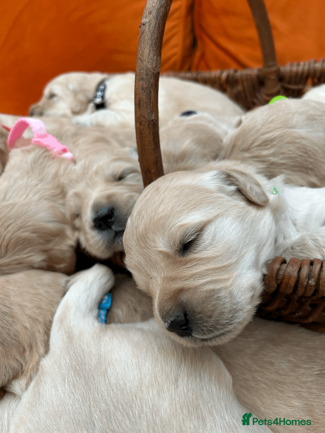 Golden Retriever dogs for sale: New Forest - Beautiful Golden Retriever Puppies  - Advert 9