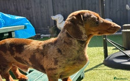 Miniature Dachshund dogs for stud: chocolate dapple miniature dachshund stud in Mansfield - Image 3