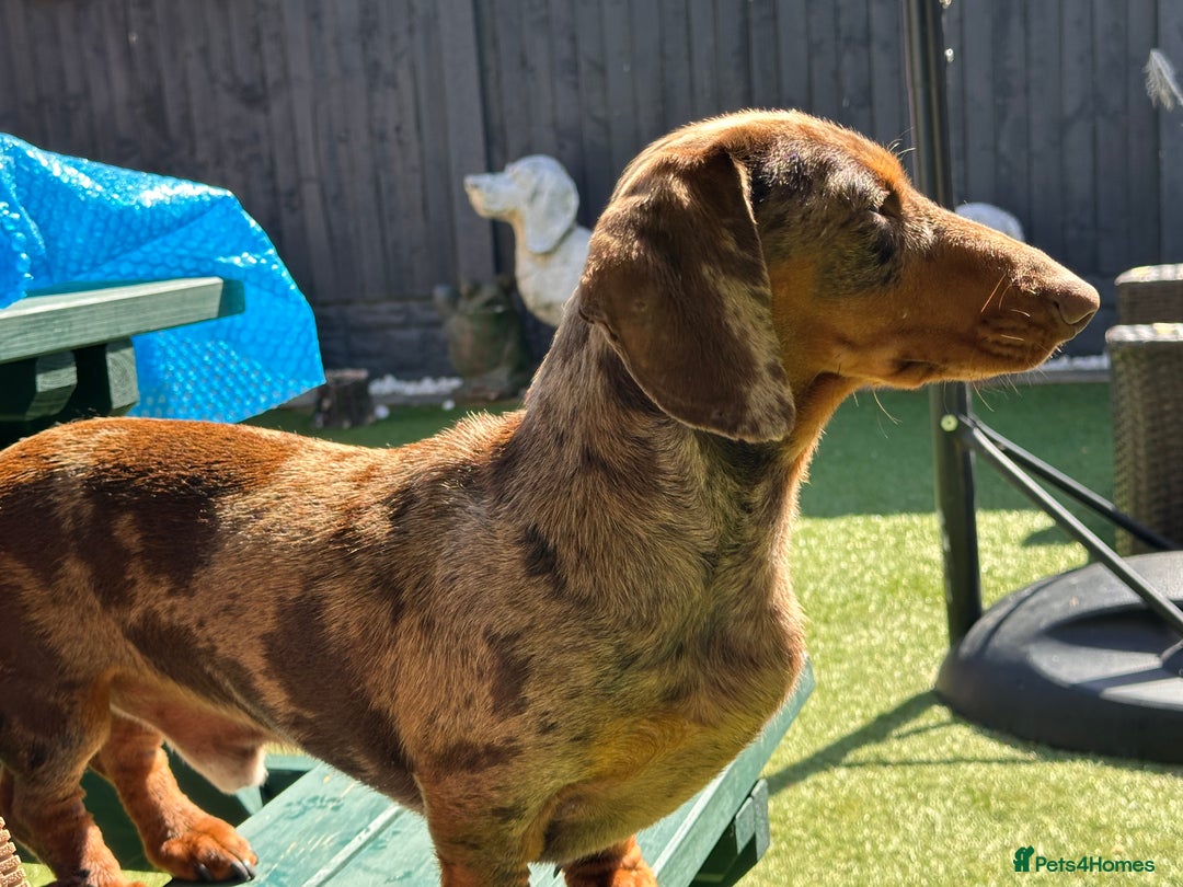 Miniature Dachshund dogs for stud: chocolate dapple miniature dachshund stud in Mansfield - Image 3