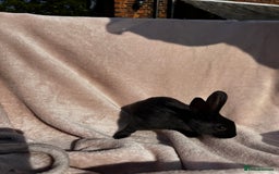 Mixed Breed rabbits for sale: A litter Of Stunning Babies Available to Reserve - Image 10