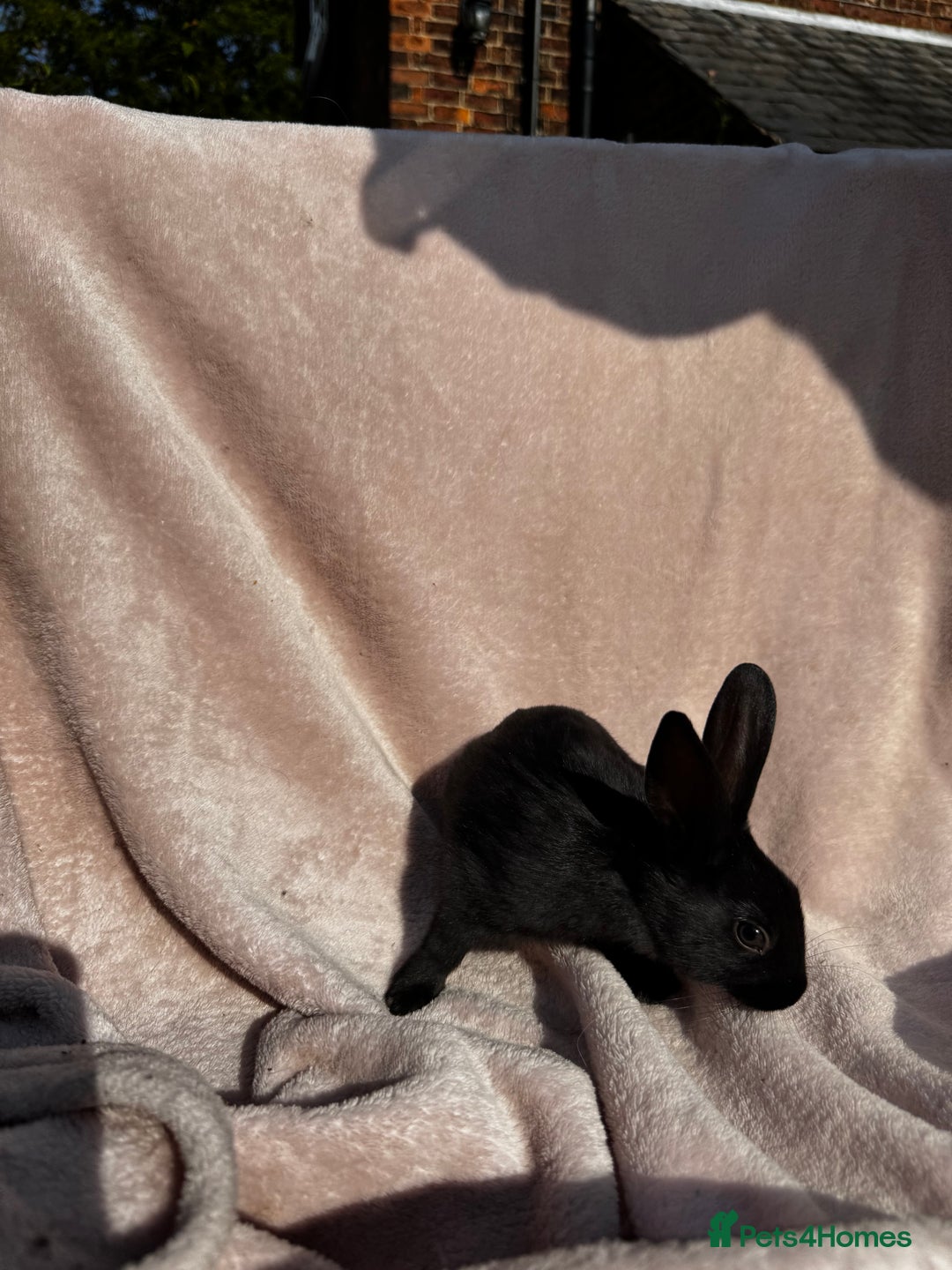 Mixed Breed rabbits for sale: A litter Of Stunning Babies Available to Reserve - Image 10