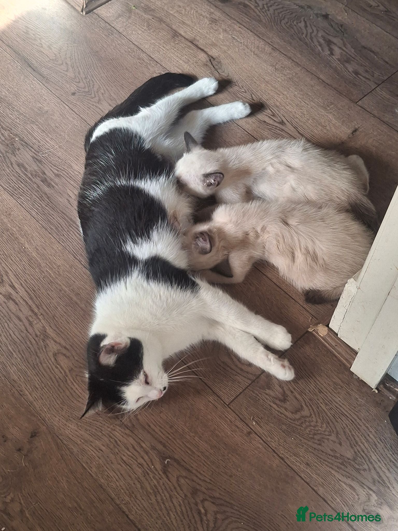 Mixed Breed cats Three Adorable Kittens Looking for Loving Homes - Advert 2