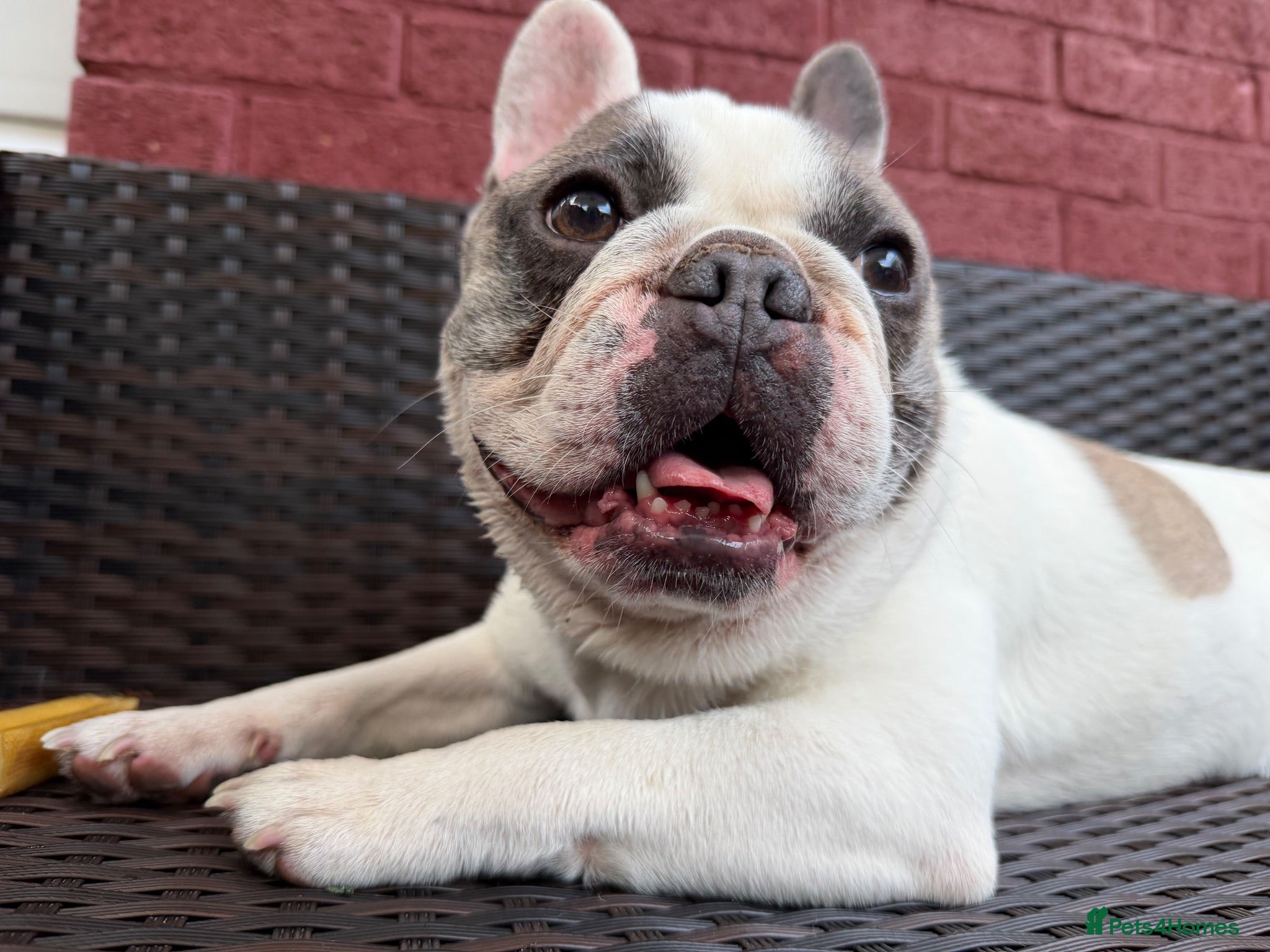 French Bulldog dogs Dre The frenchie - Advert 2