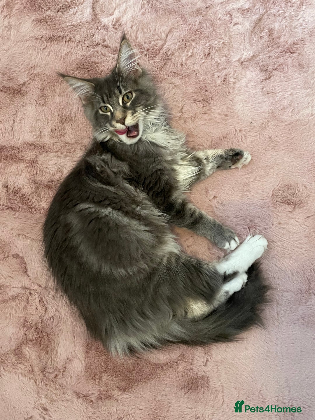 Maine Coon cats for stud: Champion Blue silver Maine Coon TICA GCCF Pedigree in Irvine - Advert 4