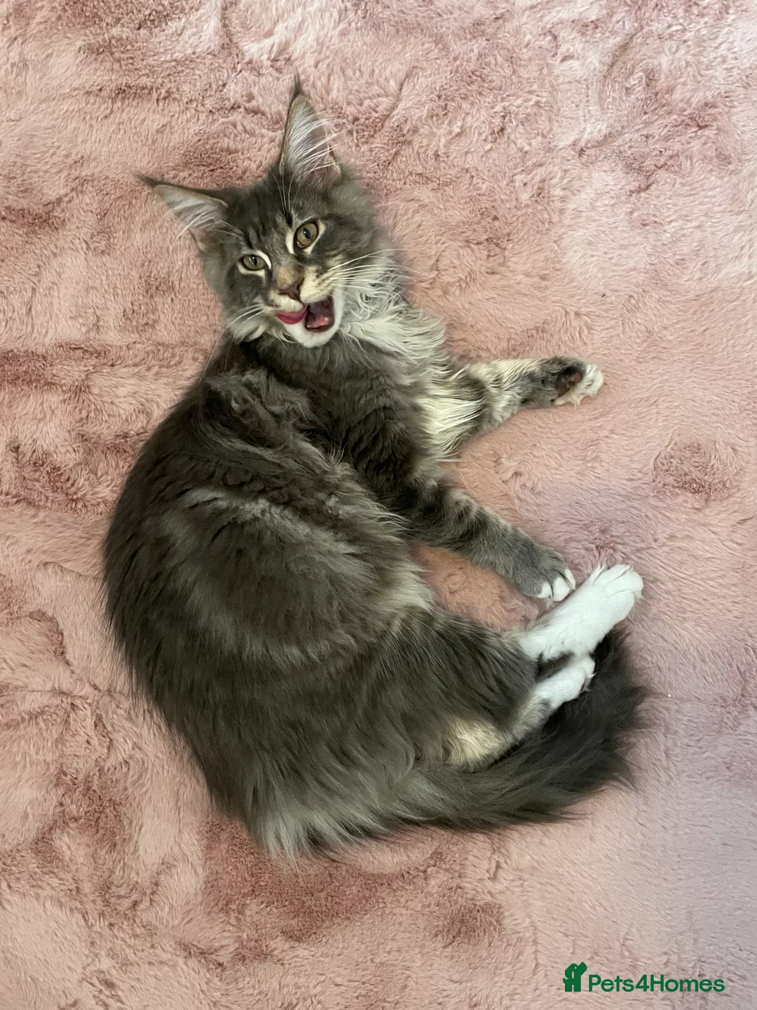 Maine Coon cats for stud: Champion Blue silver Maine Coon TICA GCCF Pedigree in Irvine - Advert 4