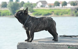 French Bulldog dogs for stud: International Champion French Bulldog for Stud - Image 9