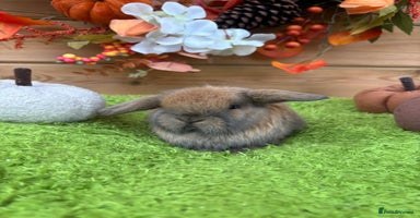 Mini Lop rabbits - Advert 4