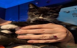 Mixed Breed cats for sale: Gorgeous pair of brothers - Image 1