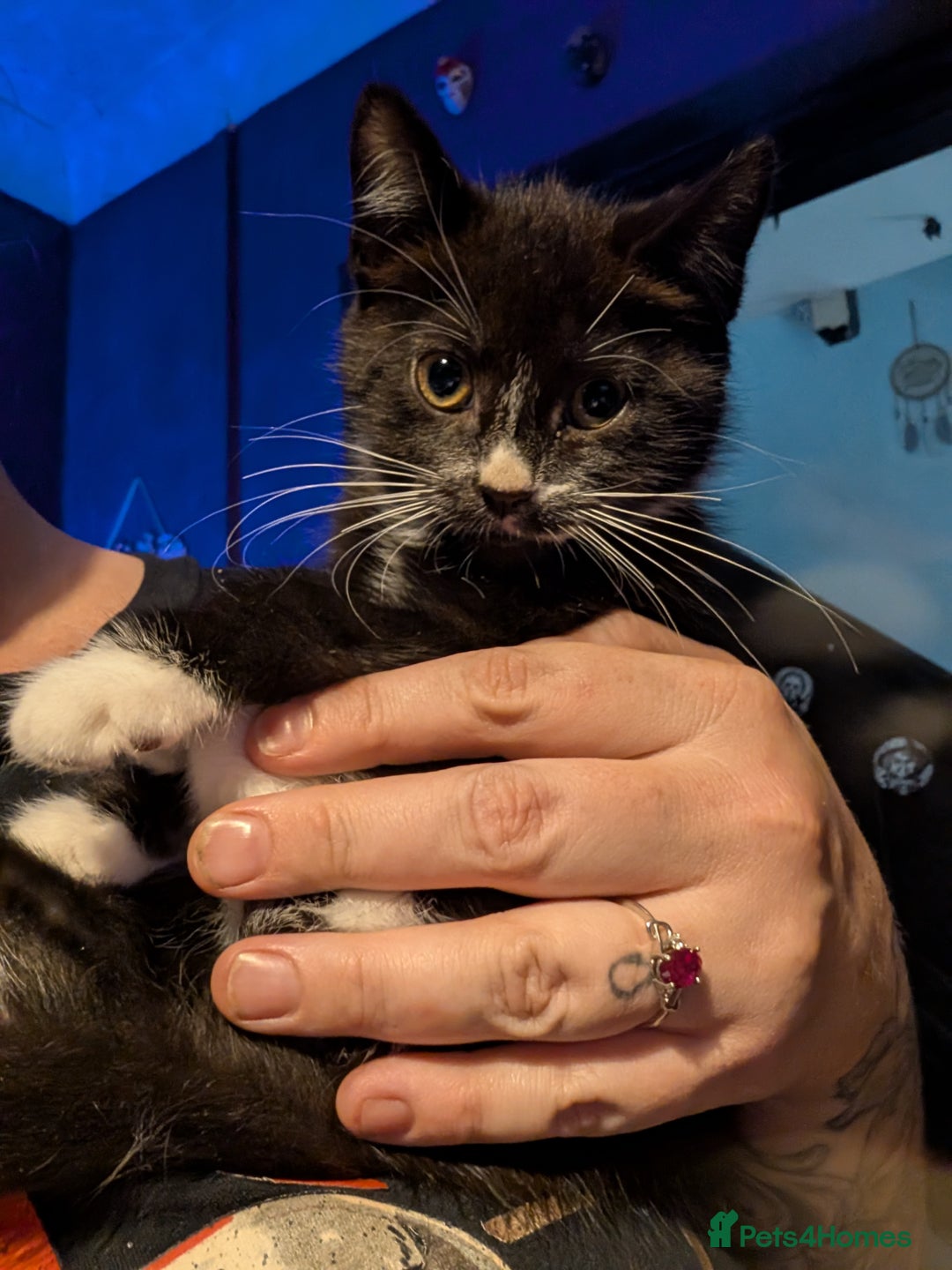 Mixed Breed cats for sale: Gorgeous pair of brothers - Image 1