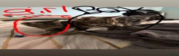 Domestic Shorthair cats for sale: Kittens  - Advert 3