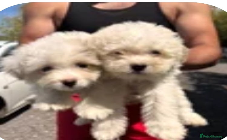 Chipoo dogs for sale - Advert 1