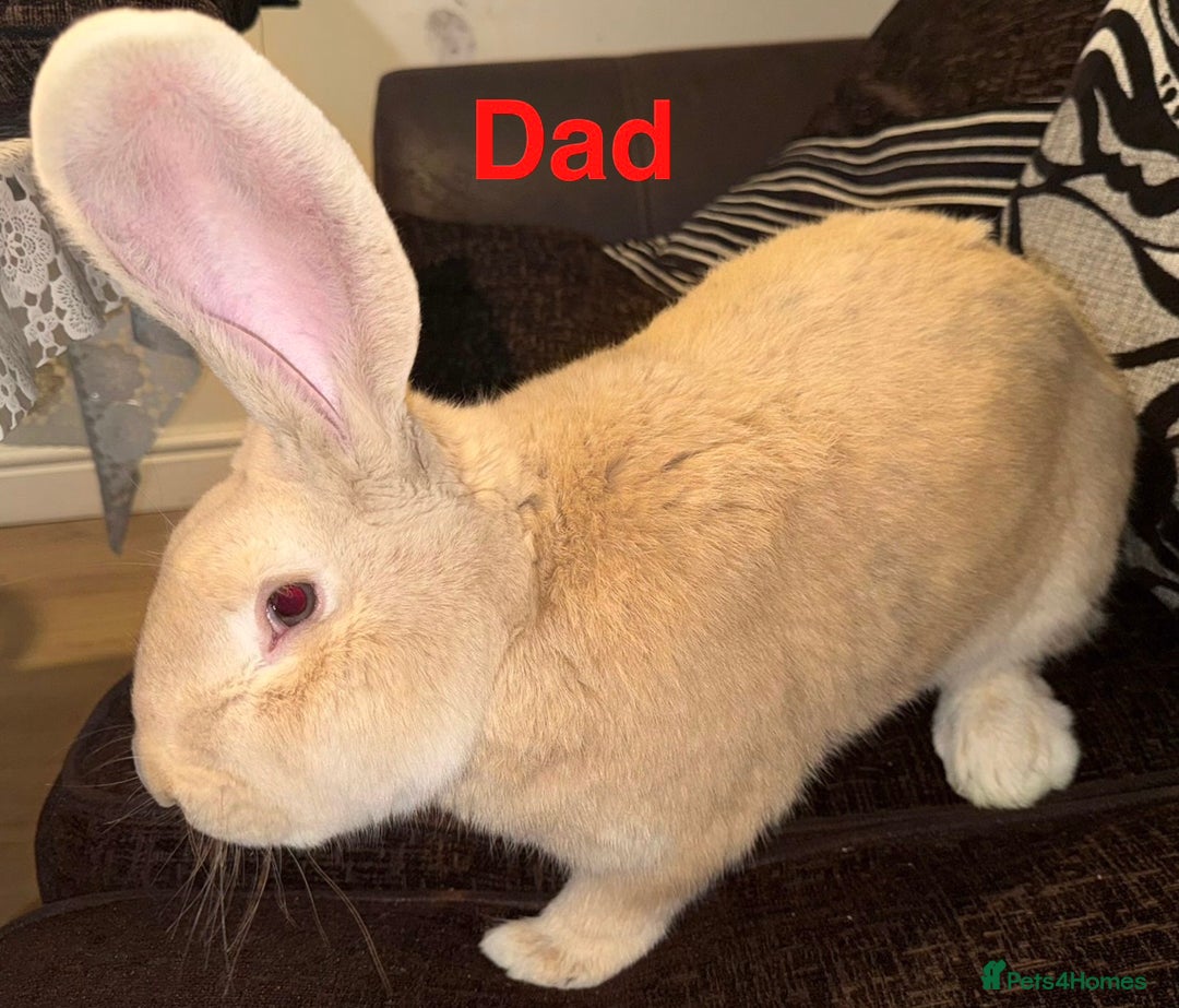 Continental Giant rabbits for sale: 3 PURE CONTINENTAL GIANT RABBITS - Advert 11