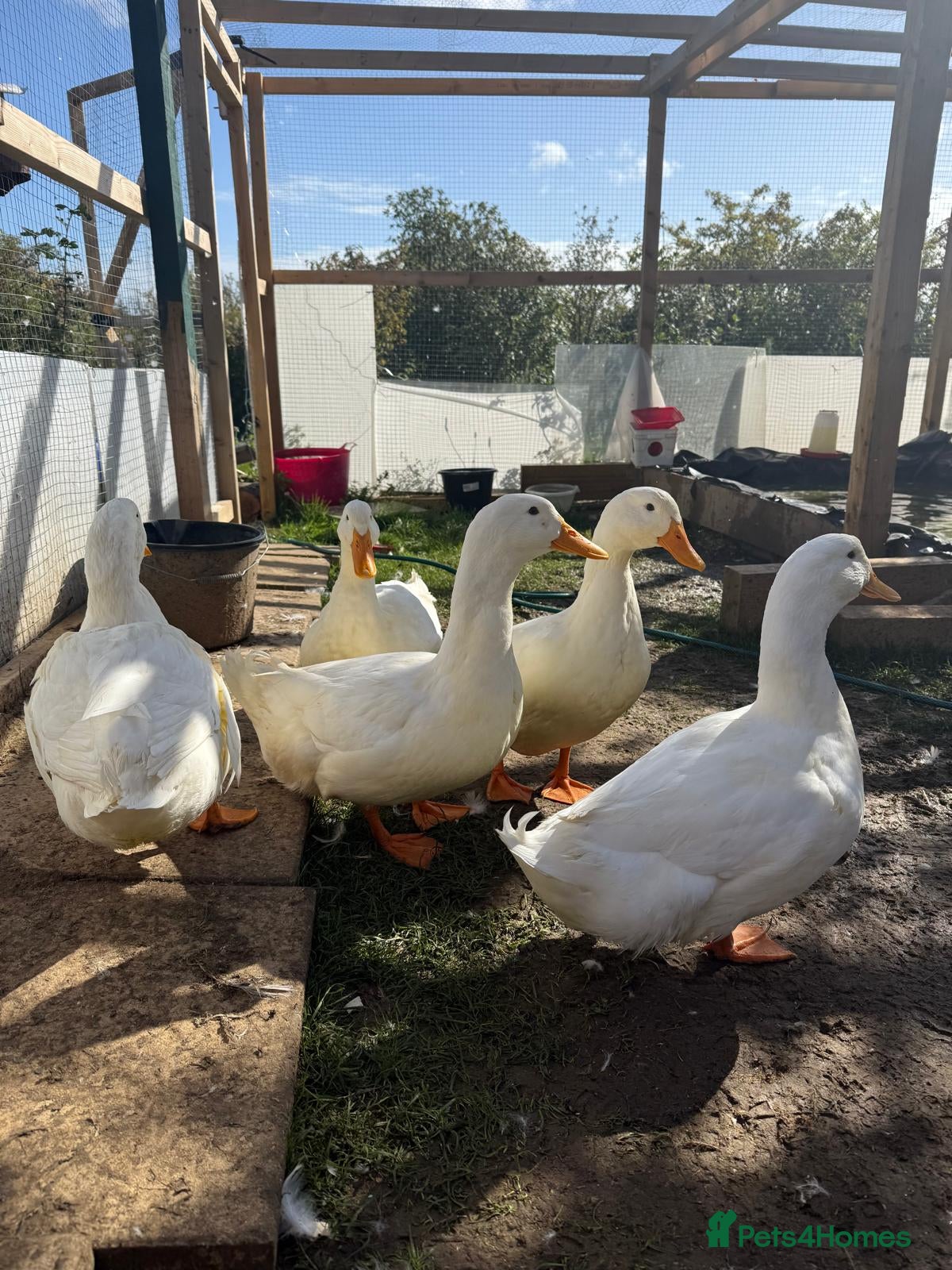 Ducks poultry Peekin duck 5 drakes - Advert 1