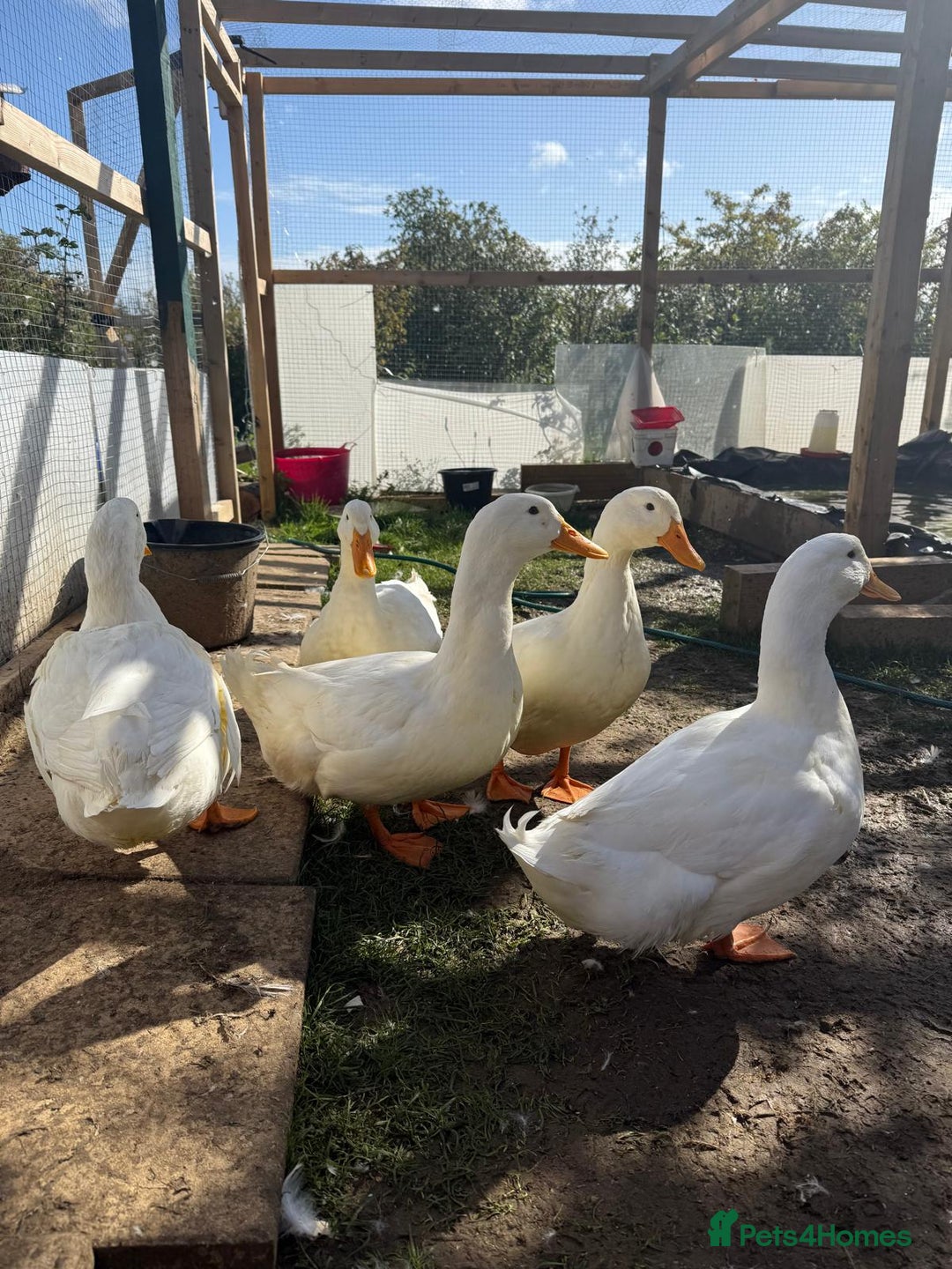 Ducks poultry for sale: Peekin duck 5 drakes - Advert 1