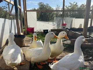 Ducks poultry Peekin duck 5 drakes - Advert 1