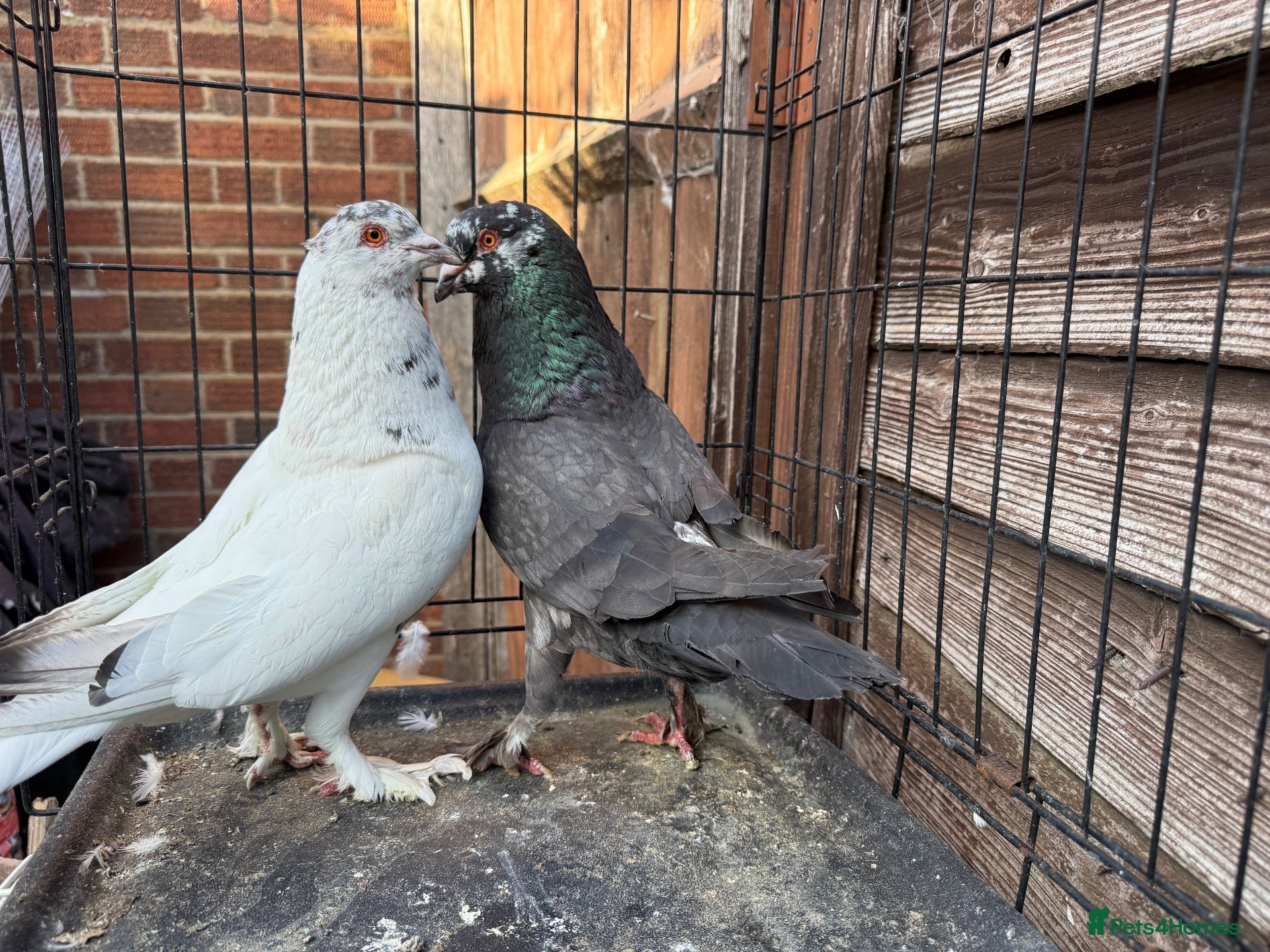 Pigeons birds Beautiful Quality Pigeons Healthy & Well Cared For - Advert 2