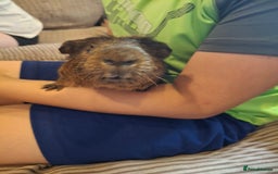 Guinea Pig rodents for sale: 2 friendly guinea pigs, indoor and outdoor cage - Image 3