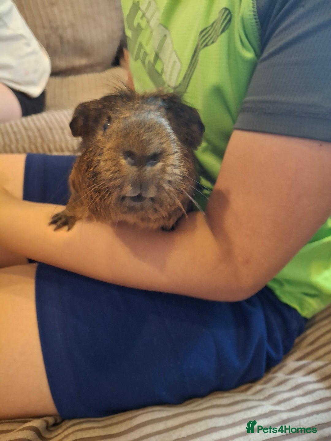 Guinea Pig rodents for sale: 2 friendly guinea pigs, indoor and outdoor cage - Image 3